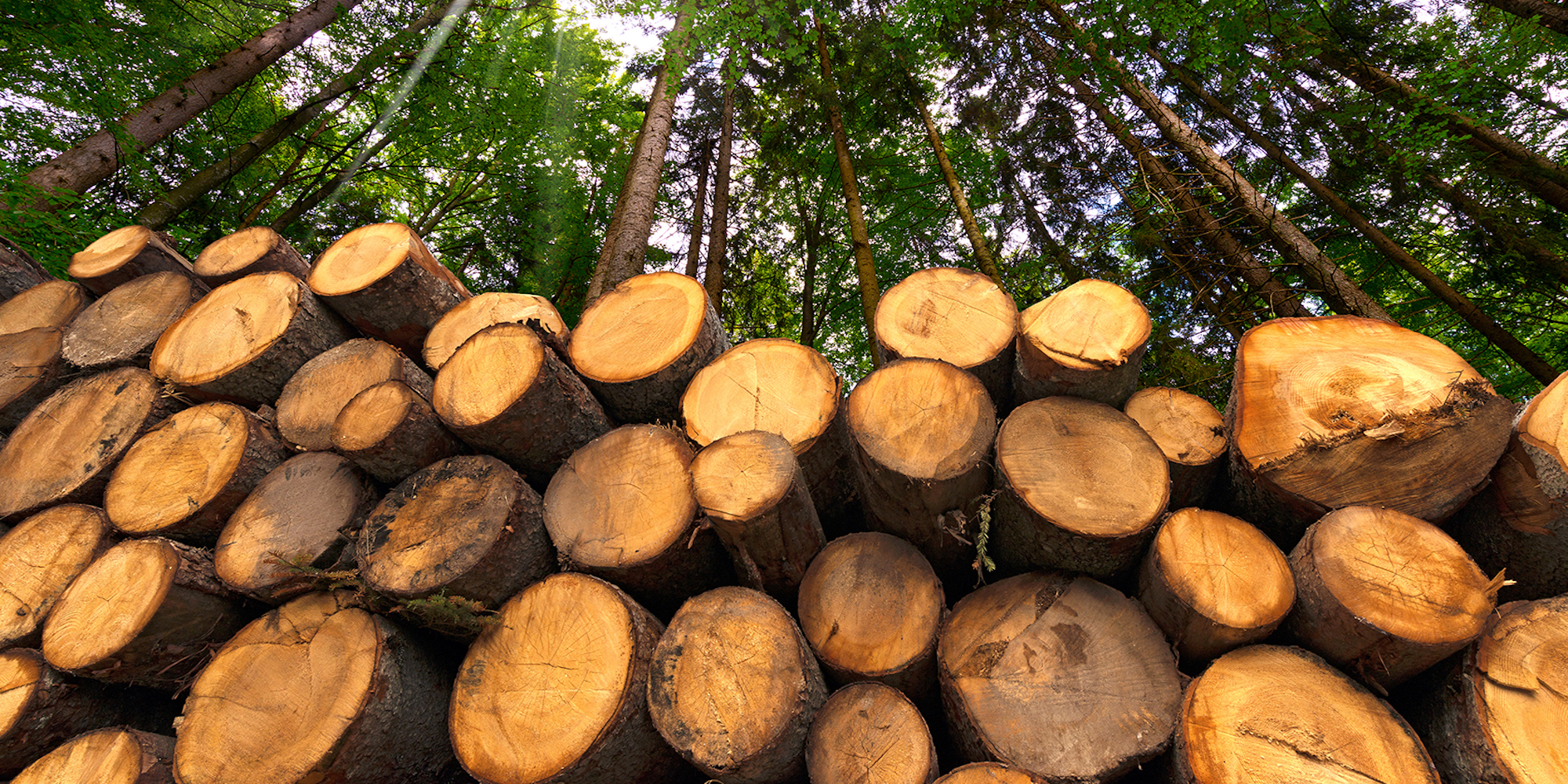 A pile of logs stretching from left to right in the image with tall trees looming far above with the canopy of the trees blocking out the sunlight.
