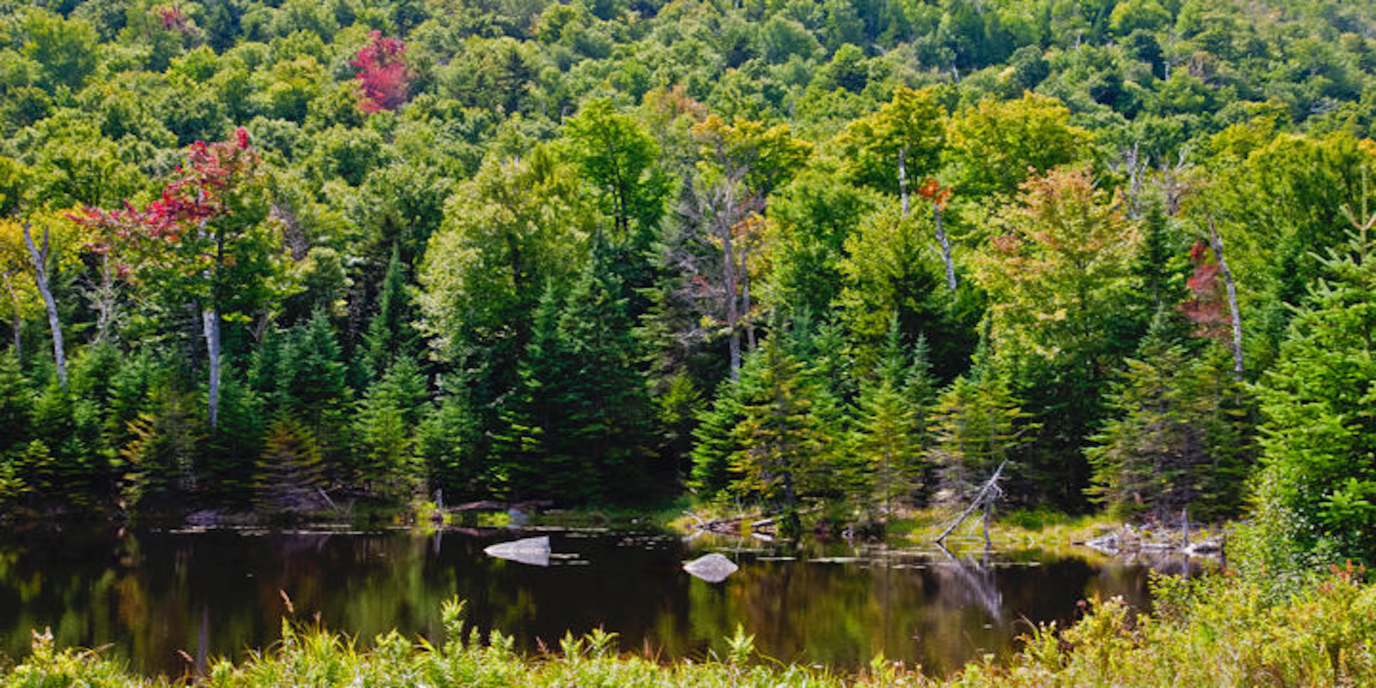 A lake sits in the foreground of the photo with a large forrest behind, all trees are mixed colours of green and red.