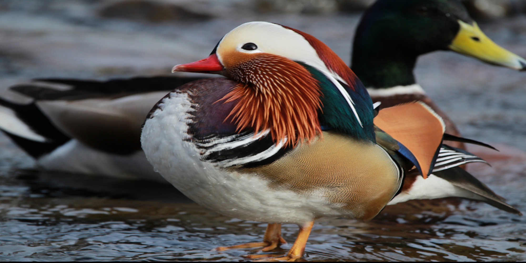 An image of a colourful bird with a duck behind it, both birds are in the water with the one in the front standing.